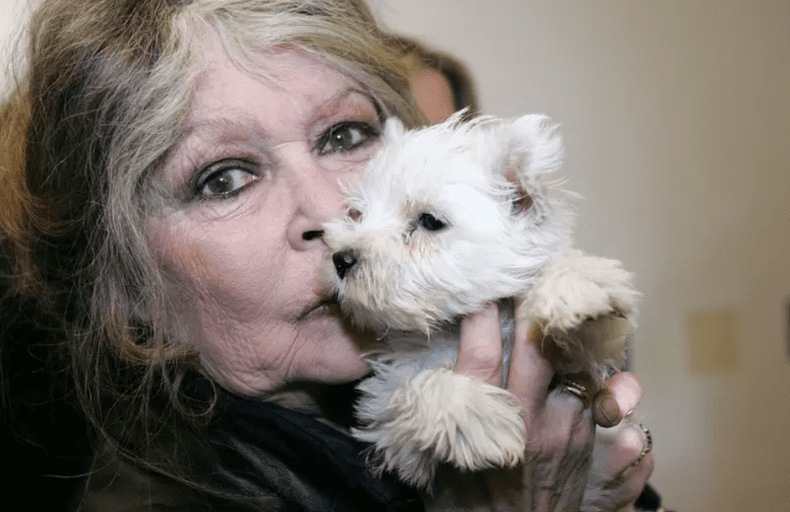 brigitte bardot