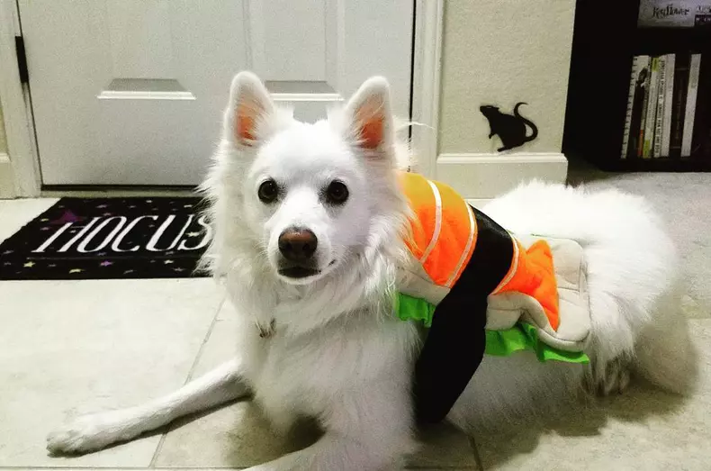 Cele mai amuzante costume de Halloween pentru animale