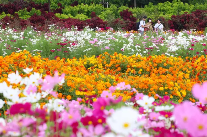 Nabana no Sato, Japonia