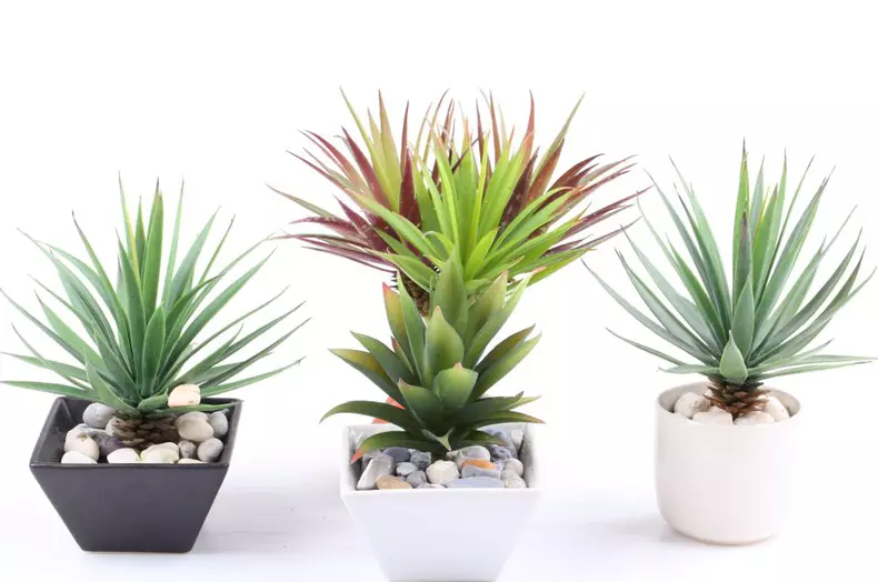 A,Group,Of,Agave,In,Pot,Isolated,On,White