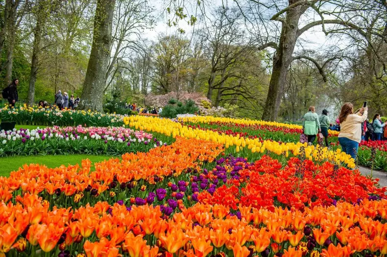 Keukenhof Tulip Gardens, Lisse, Olanda