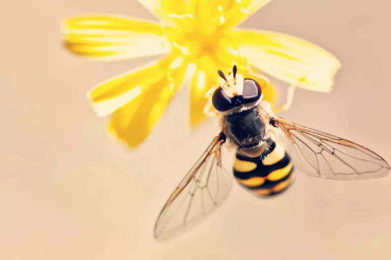 Macro catch of bee pollinating yellow flower
