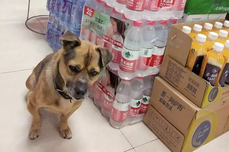 xiaobao2-e1590589217607