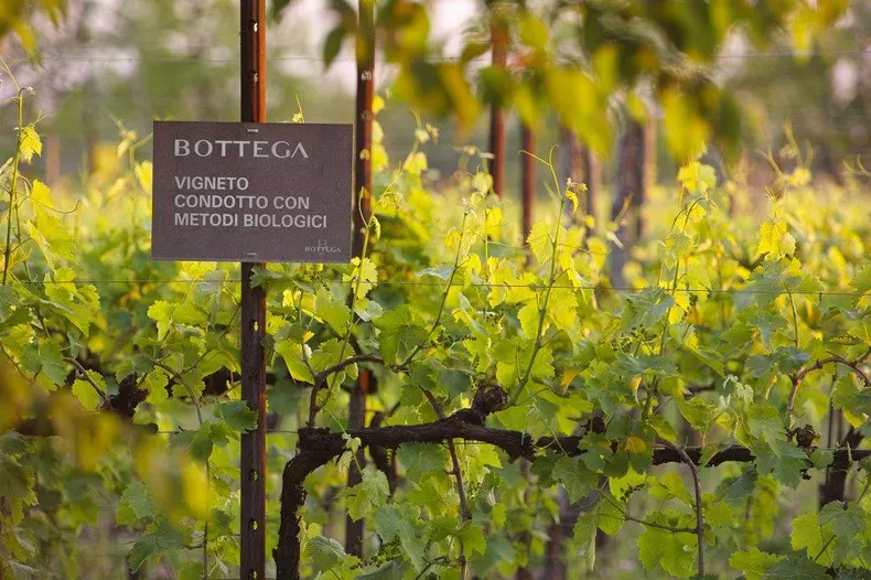 vigneti-bibano-bio-1
