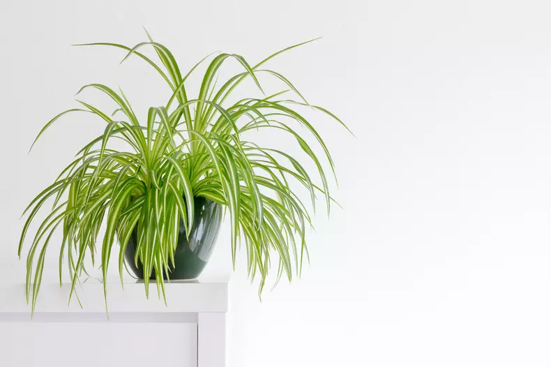 Planta păianjen