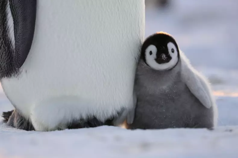 secretele-pinguinilor-documentar (1)