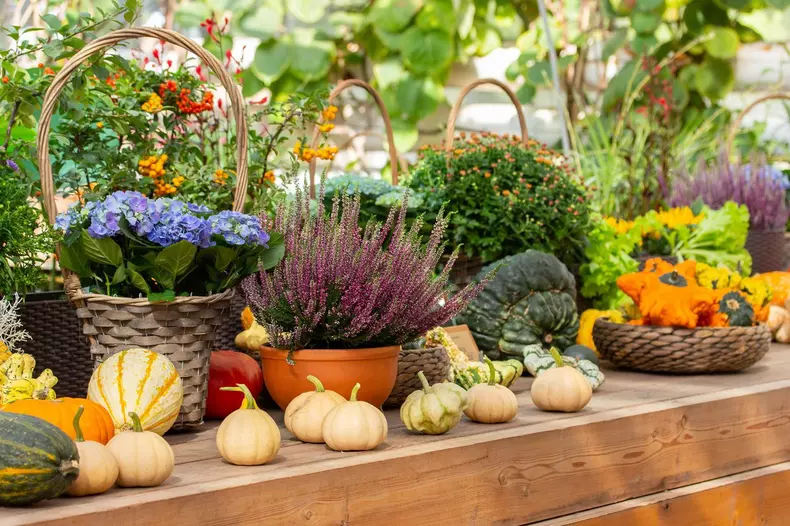 Ripe pumpkins of different varieties, flowering hydrangea, heather, chrysanthemum in clay pots on a wooden counter. Autumn harvest festival Fremer, fl