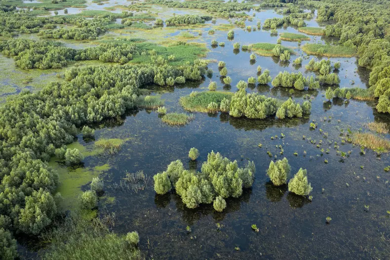 Romania-Salbatica-Lunca-inundata-Parcul-Natural-Balta-Mica-a-Brailei