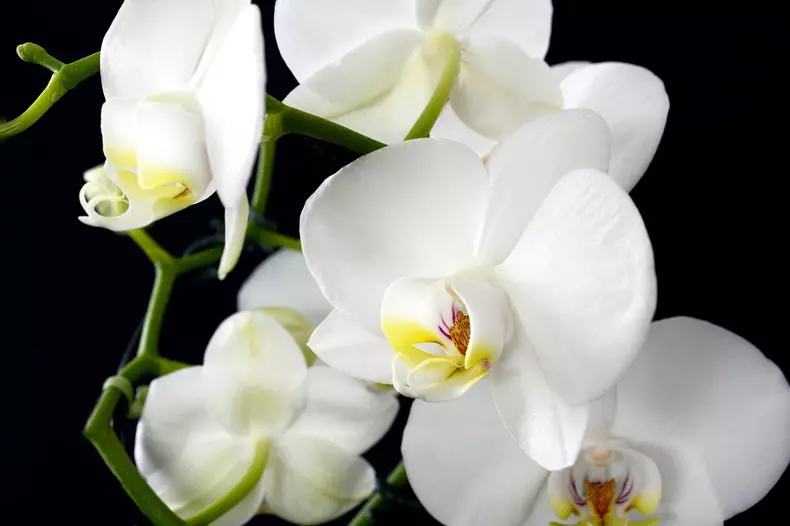 orchid-3097458_1280-1