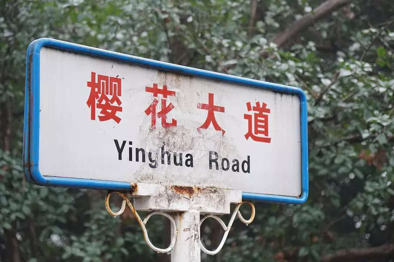 cherry-blossom-2449550_1280