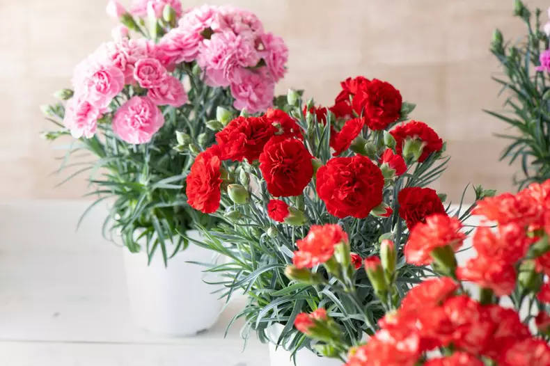 Carnation,Flowers,In,A,Pot