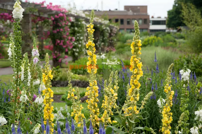 verbascum-phlomoides