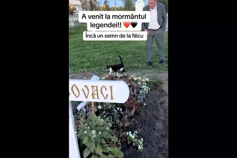 mormant-nicu-covaci3