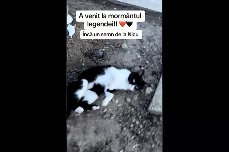 mormant-nicu-covaci5