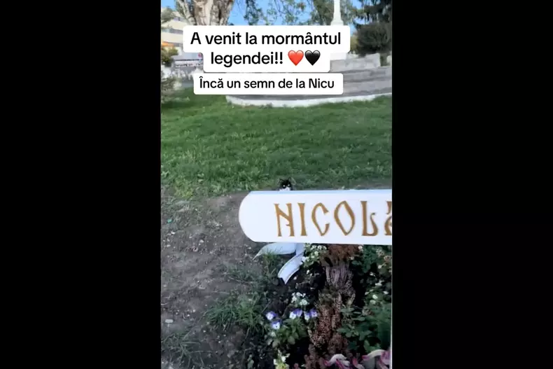 mormant-nicu-covaci6