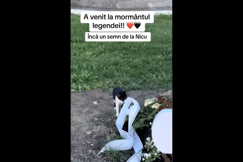 mormant-nicu-covaci7