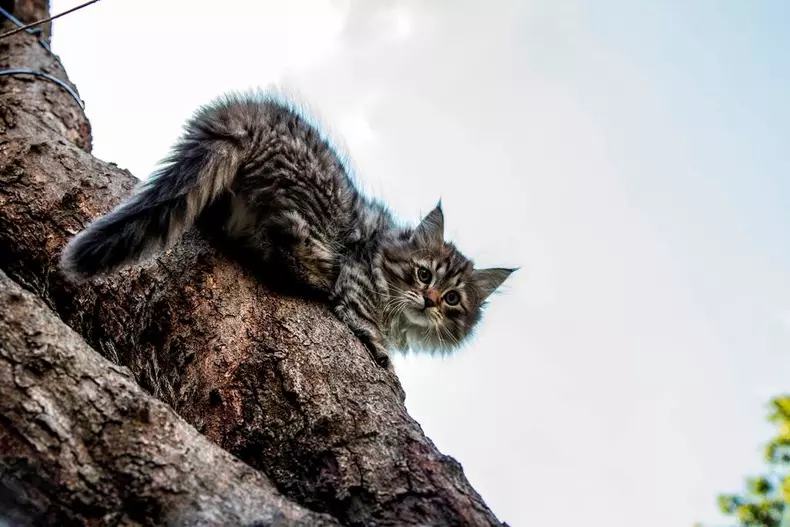 „Luna felinelor” revine la Nat Geo Wild. Ce documentare sunt în program (1)