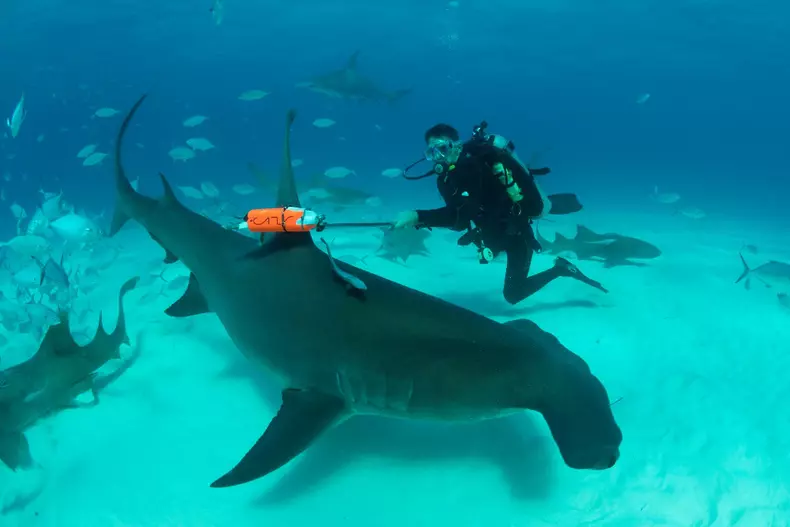 SW17: HAMMERHEADS: KILLER APPETITES