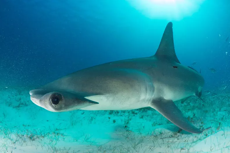 SW17: HAMMERHEADS: KILLER APPETITES