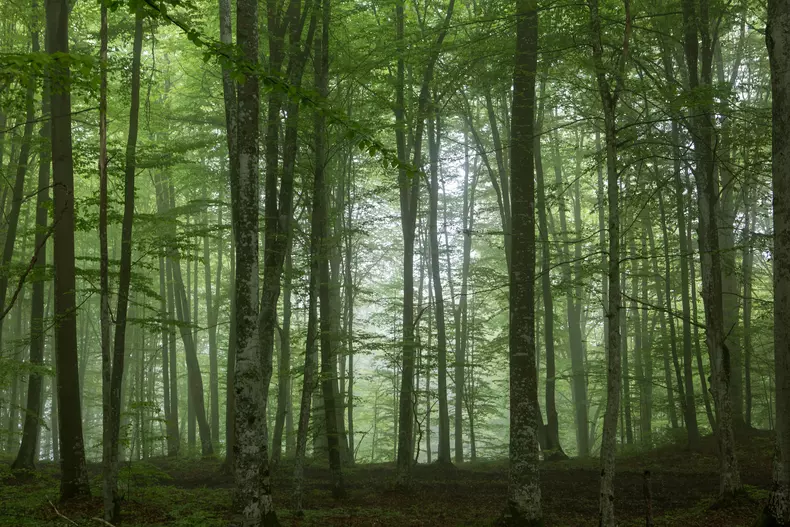 Un nou documentar despre România are premiera în aprilie. Narator va fi Victor Rebengiuc (4)