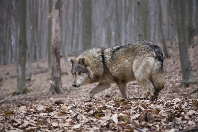 Un nou documentar despre România are premiera în aprilie. Narator va fi Victor Rebengiuc (6)