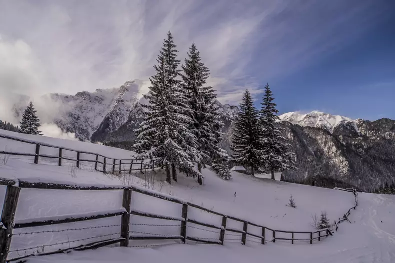 Wild CarpathiaDSC02870