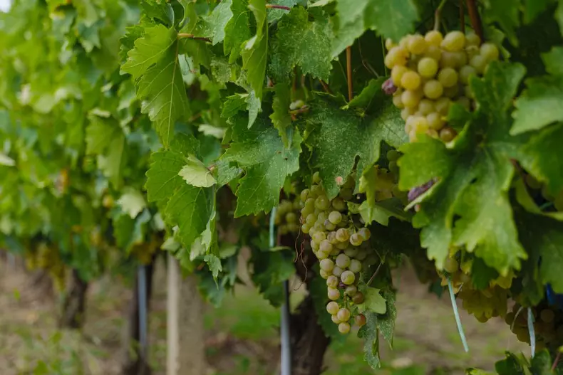 ROventura, 5 noiembrie 2022. Pe plaiuri de baladă, în Țara Vrancei