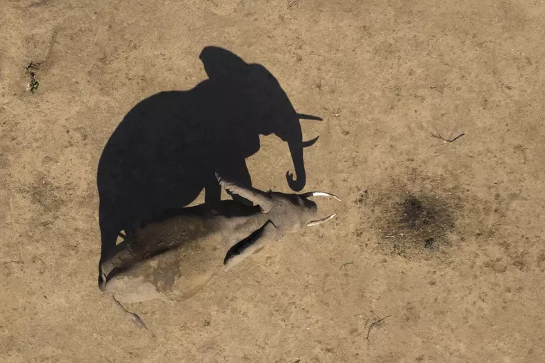 savanna_102_secretsoftheelephants_89