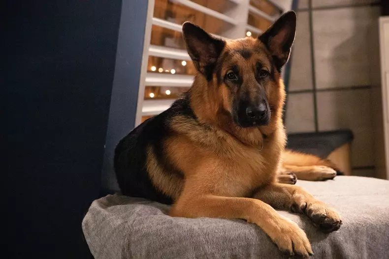 09_betafilm_hudson_rex_s01e01_copyright__shaftesbury_pope_productions_photos_by_duncan_de_young-1