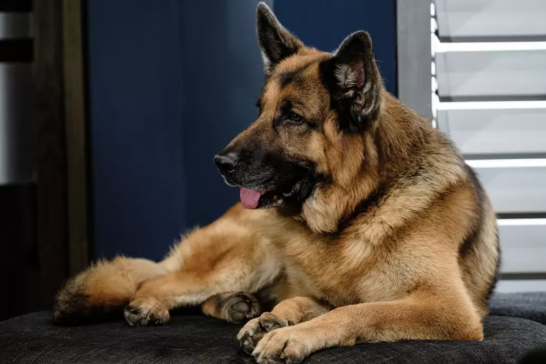 Hudson și Rex. Ce trebuie să știți despre eroul canin al serialului canadian de la TVR 2