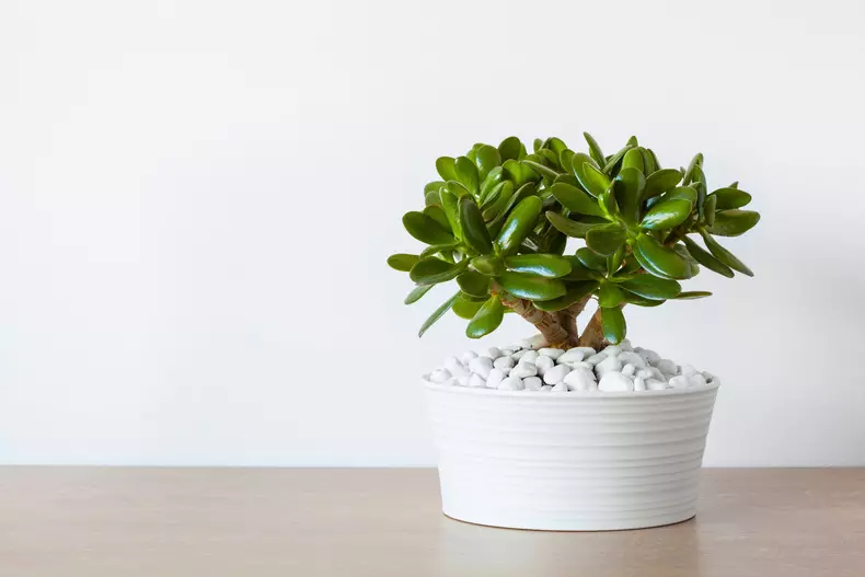Houseplant,Crassula,Ovata,Jade,Plant,Money,Tree,In,White,Pot