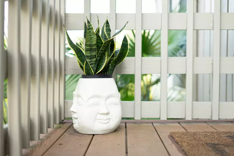 Snake,Plant,In,Laughing,Buddha,Pot,On,Deck,With,White