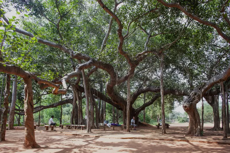 Auroville, orașul în care nu există religie, politică și bani