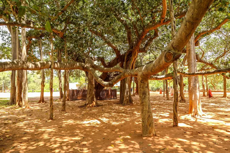 Auroville, orașul în care nu există religie, politică și bani