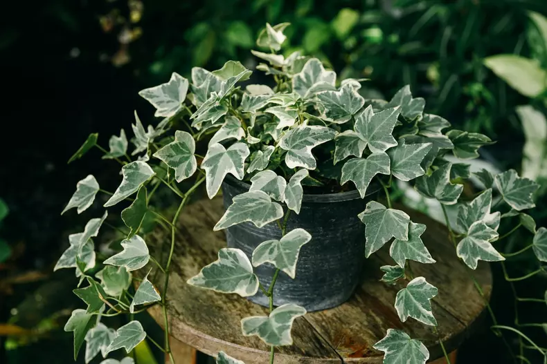 planta verde iedera