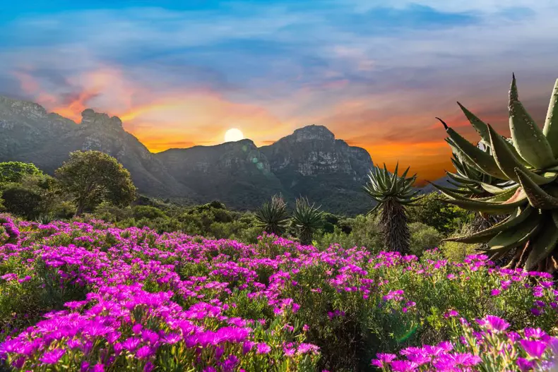 Kirstenbosch National Botanical Garden, Cape Town