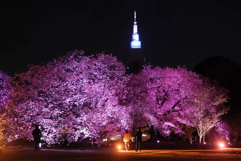 Shinjuku Gyoen, Tokyo, Japonia
