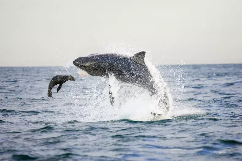 Discovery Channel