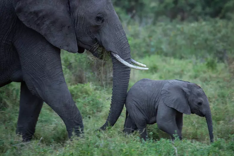 savanna_102_secretsoftheelephants_73-1