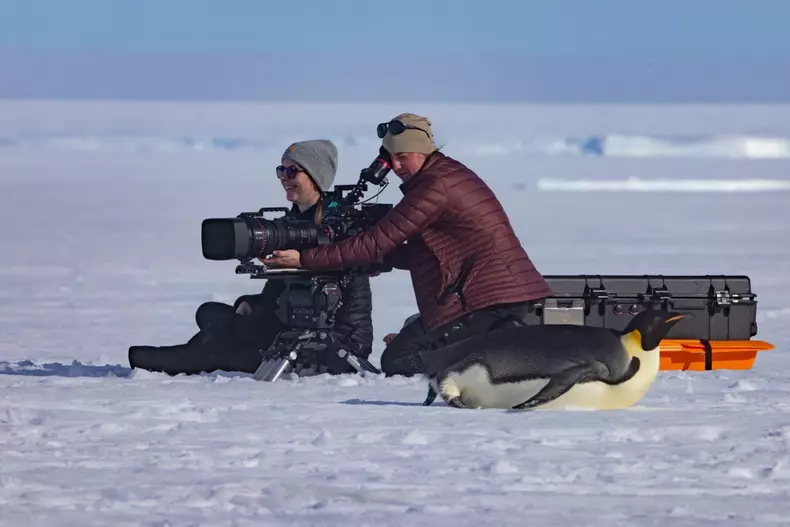 secretele-pinguinilor-documentar (4)