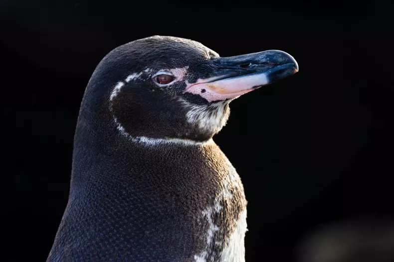 secretele-pinguinilor-documentar (6)