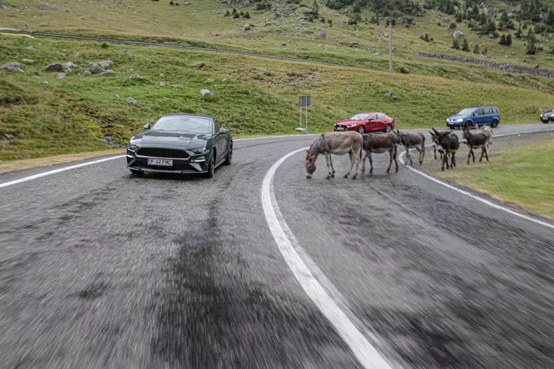 Ford Mustang Bullitt 104