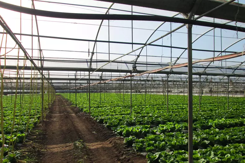 Auto-bild.ro-regalfermierul.ro