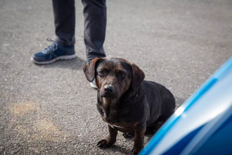 Alfa-Romeo-Giulia-14