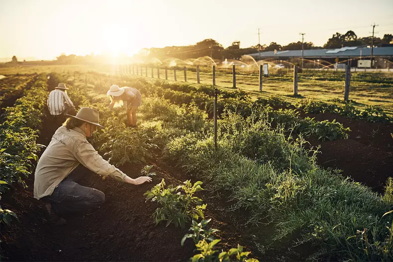 Auto-bild.ro-regalfermierul.ro