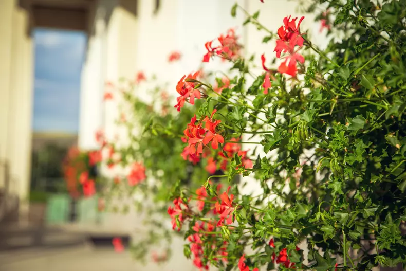 Ciugud to be true 037