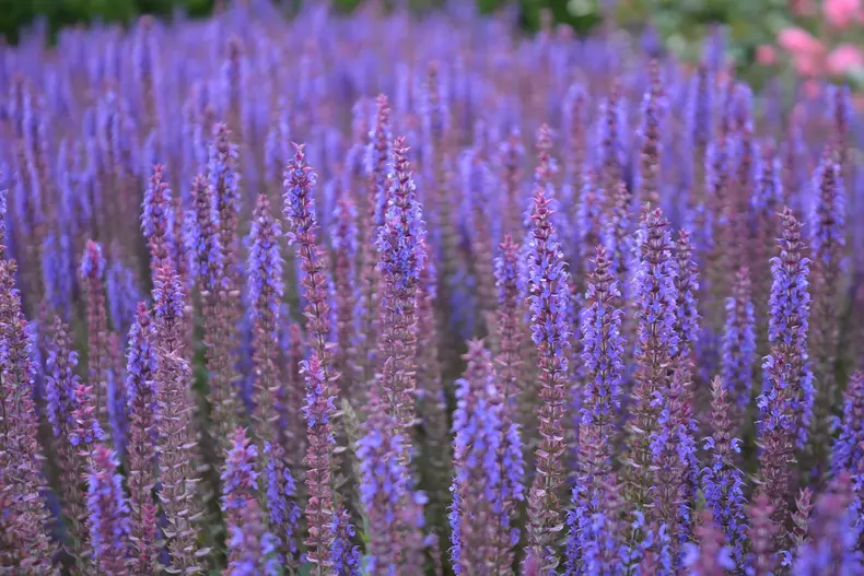 salvie flori perene