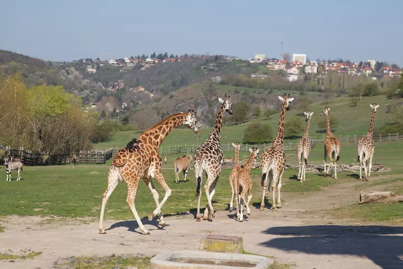 Prague Zoo