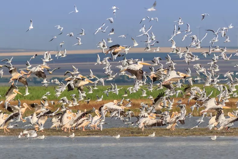 pelicani si pescarusi in Delta Dunarii