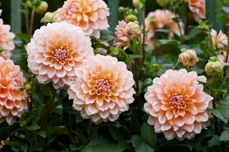 Dalia